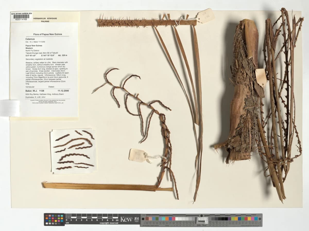 Botanical specimen of Calamus Fertilis.