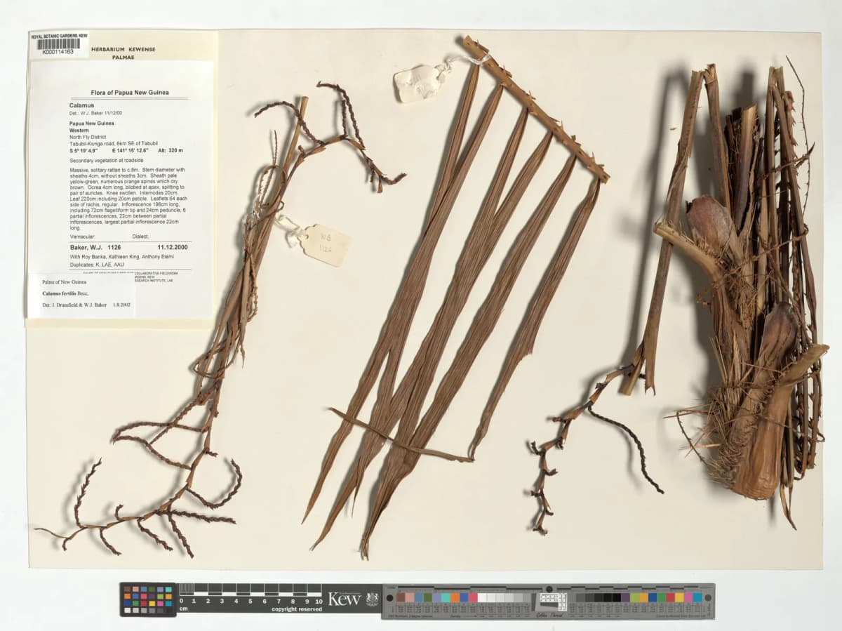 Botanical specimen of Calamus Fertilis.