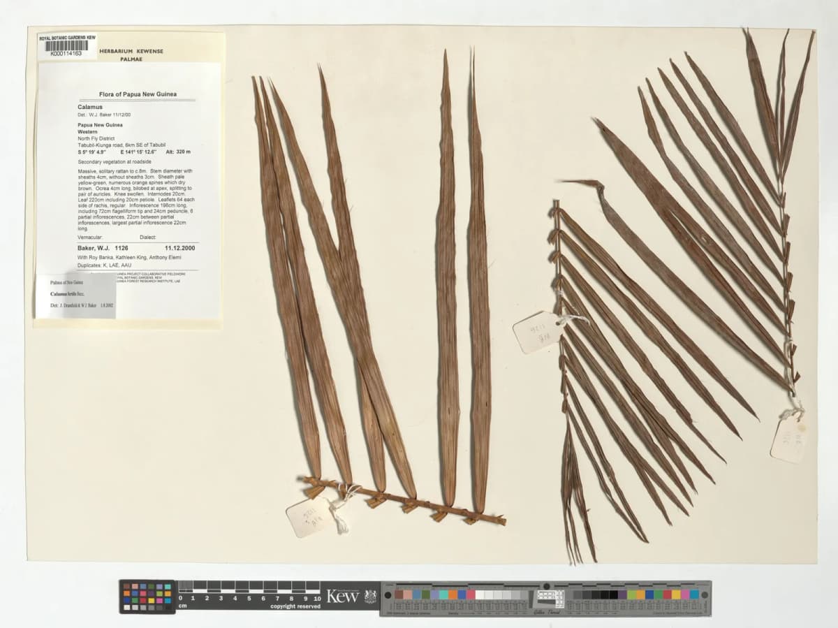 Botanical specimen of Calamus Fertilis.
