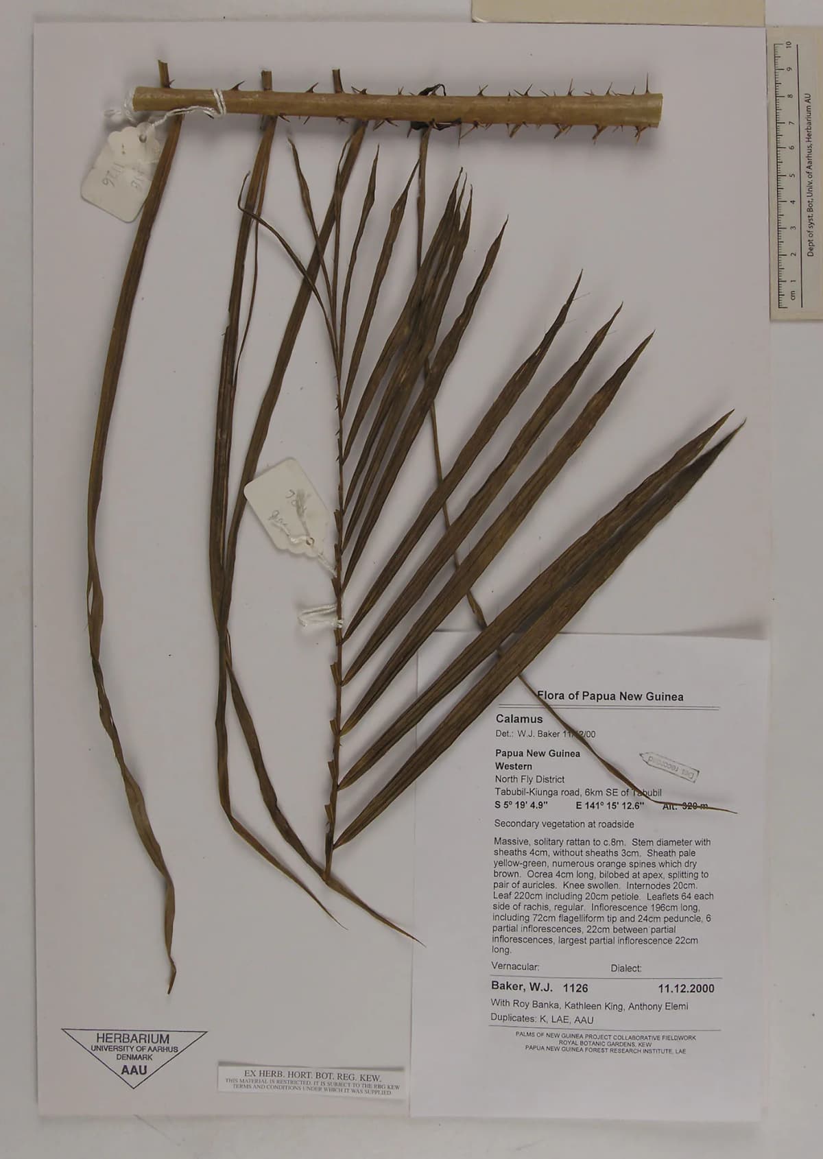 Botanical specimen of Calamus Fertilis.