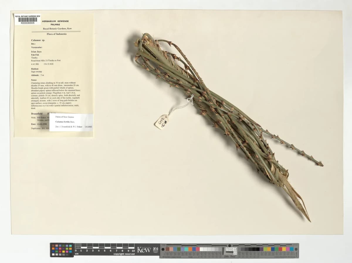 Botanical specimen of Calamus Fertilis.