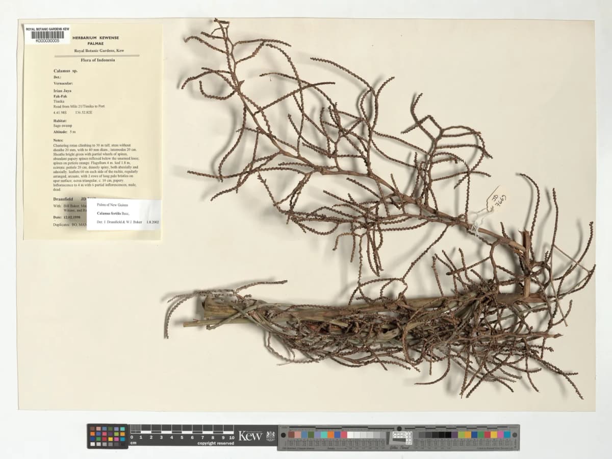 Botanical specimen of Calamus Fertilis.