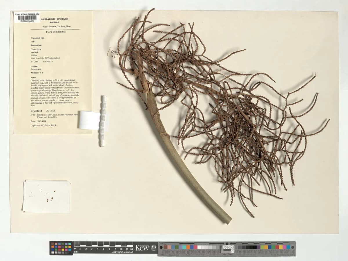 Botanical specimen of Calamus Fertilis.