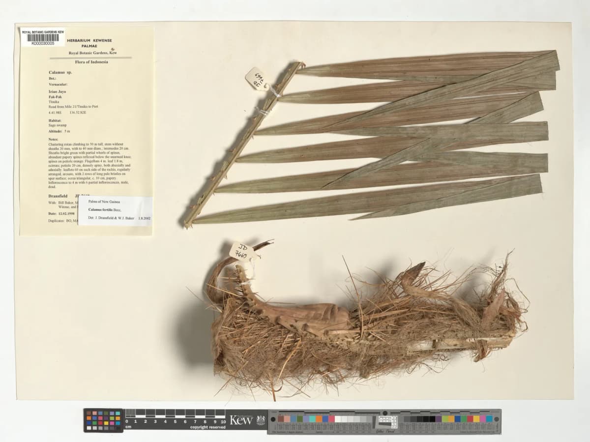 Botanical specimen of Calamus Fertilis.