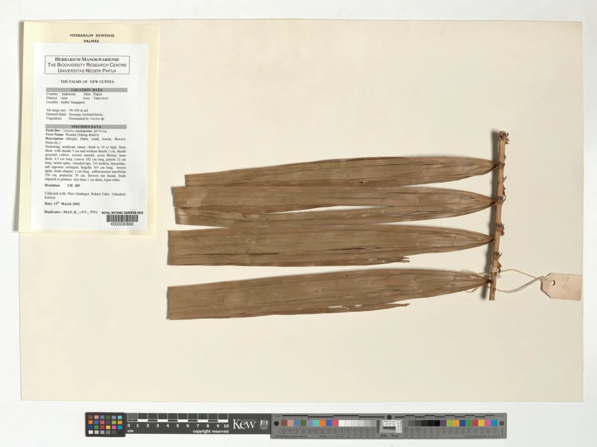 Botanical specimen of Calamus Fertilis.