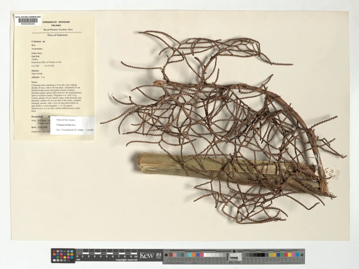 Botanical specimen of Calamus Fertilis.