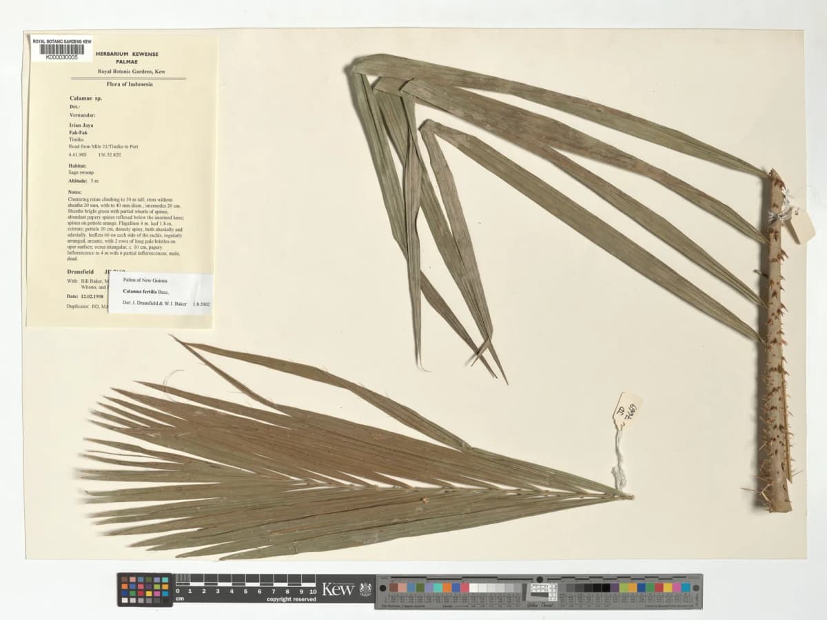 Botanical specimen of Calamus Fertilis.