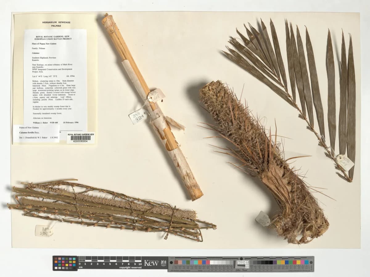 Botanical specimen of Calamus Fertilis.