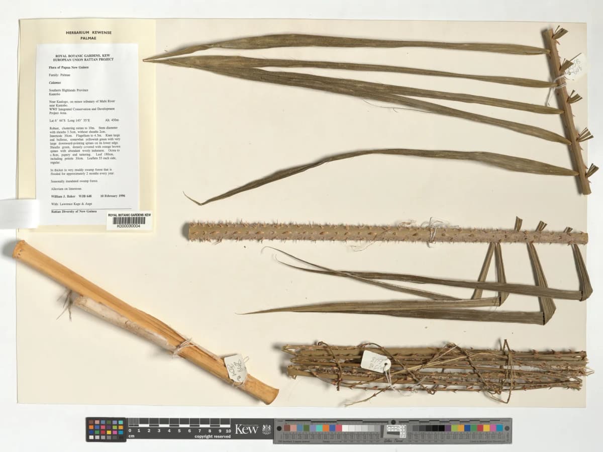 Botanical specimen of Calamus Fertilis.