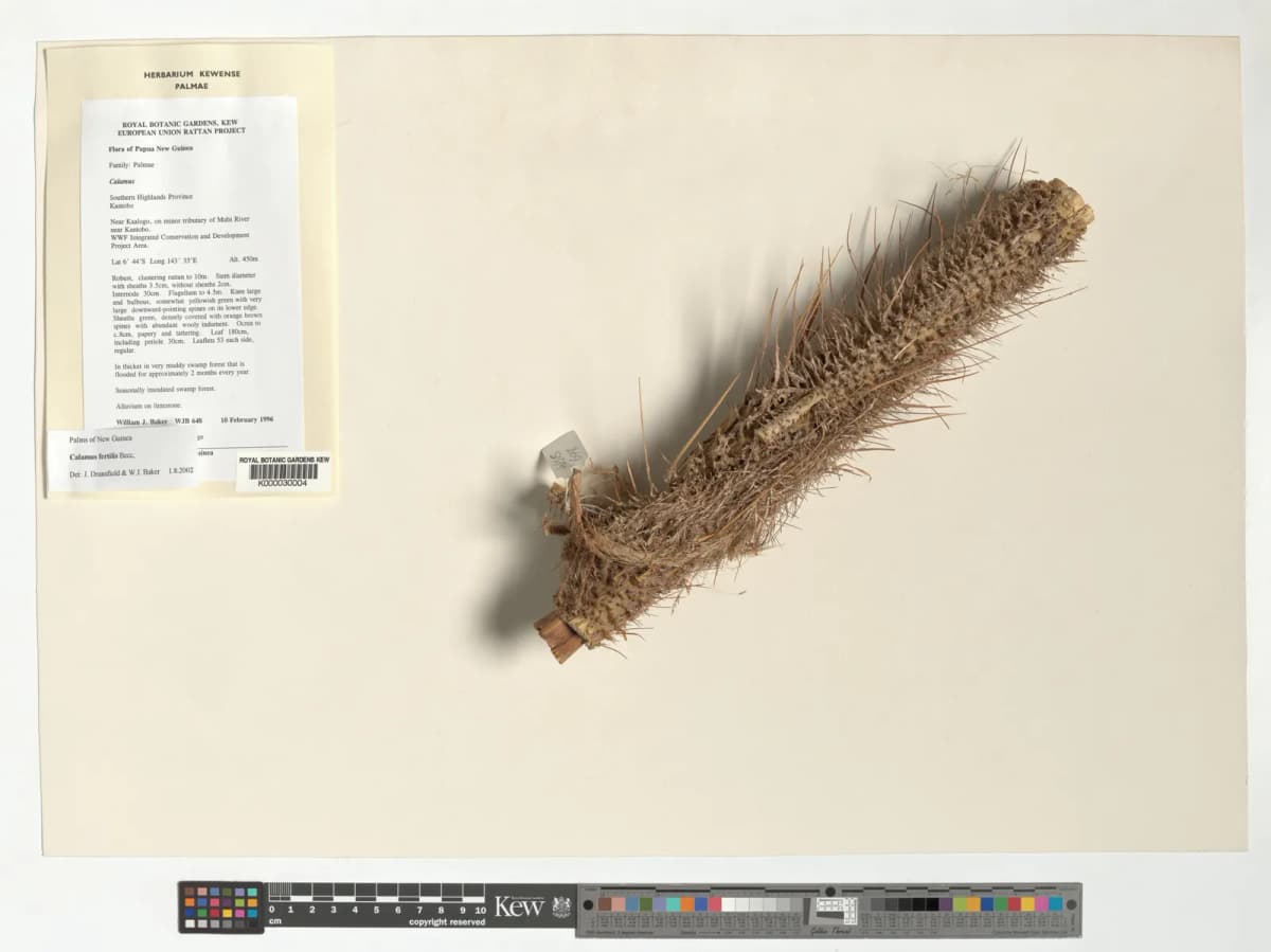 Botanical specimen of Calamus Fertilis.
