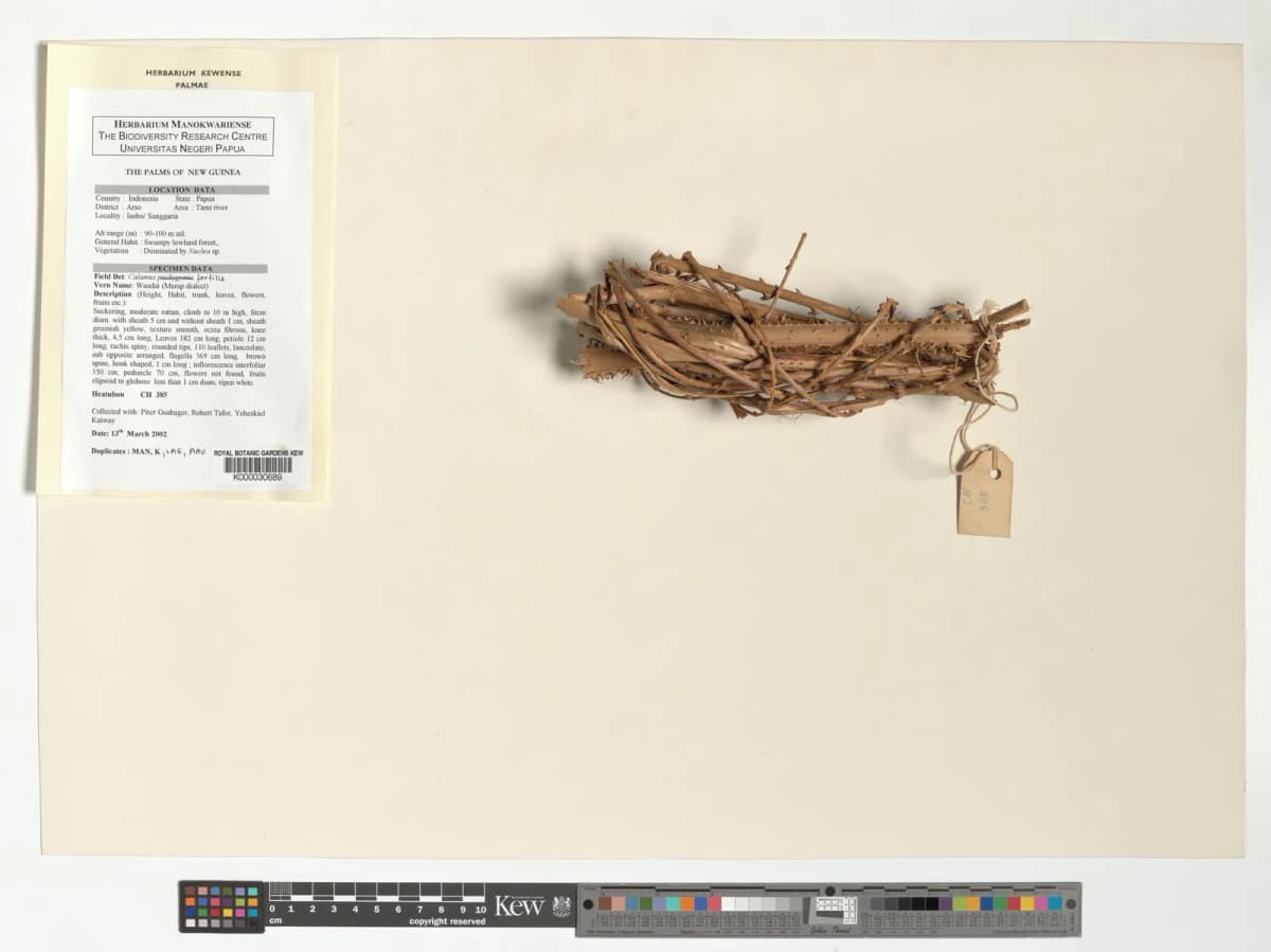 Botanical specimen of Calamus Fertilis.