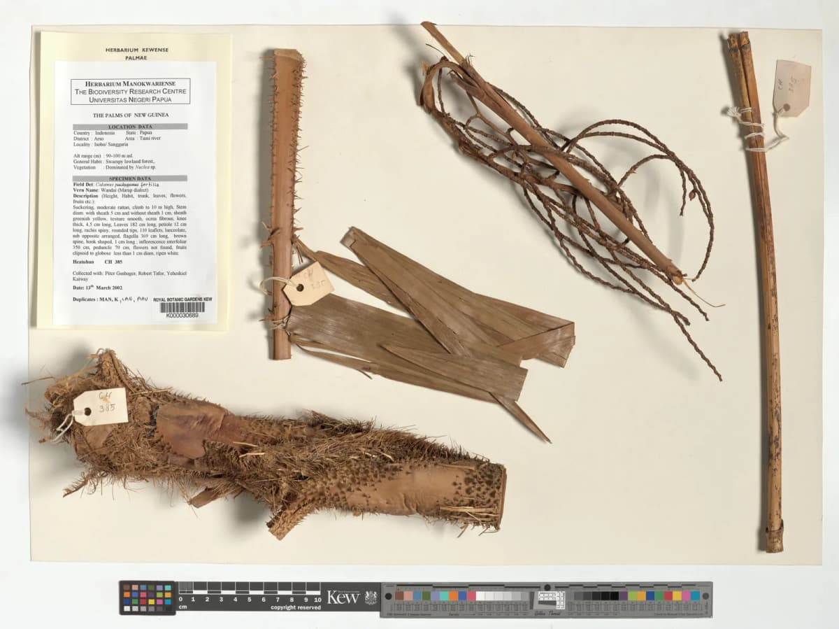 Botanical specimen of Calamus Fertilis.