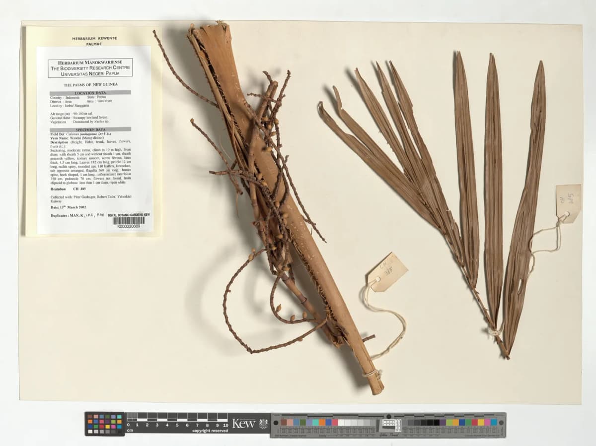 Botanical specimen of Calamus Fertilis.