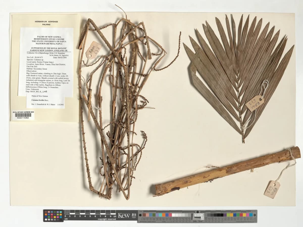 Botanical specimen of Calamus Fertilis.
