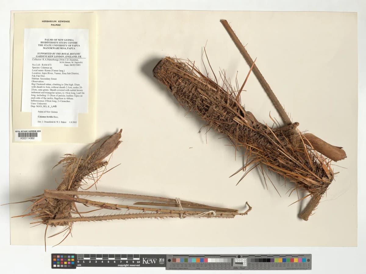 Botanical specimen of Calamus Fertilis.