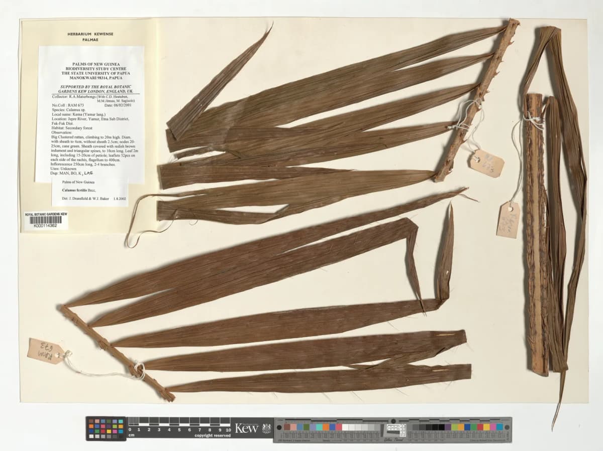 Botanical specimen of Calamus Fertilis.