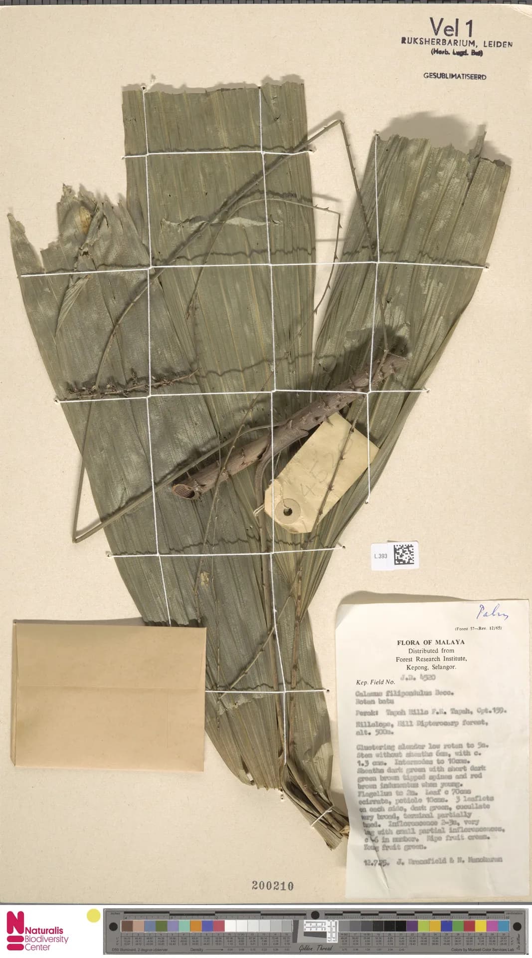 Botanical specimen of Calamus Filipendulus.