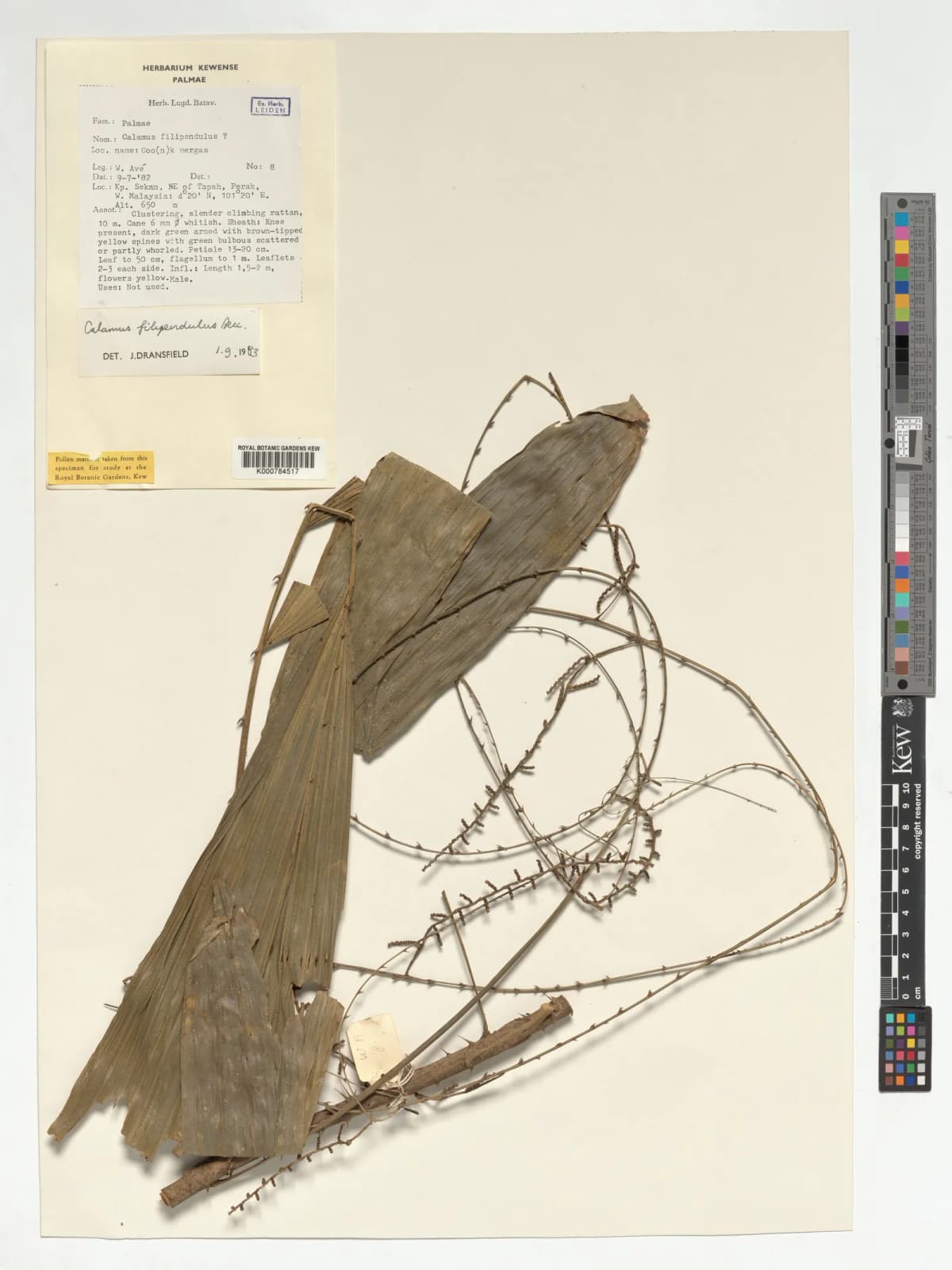 Botanical specimen of Calamus Filipendulus.