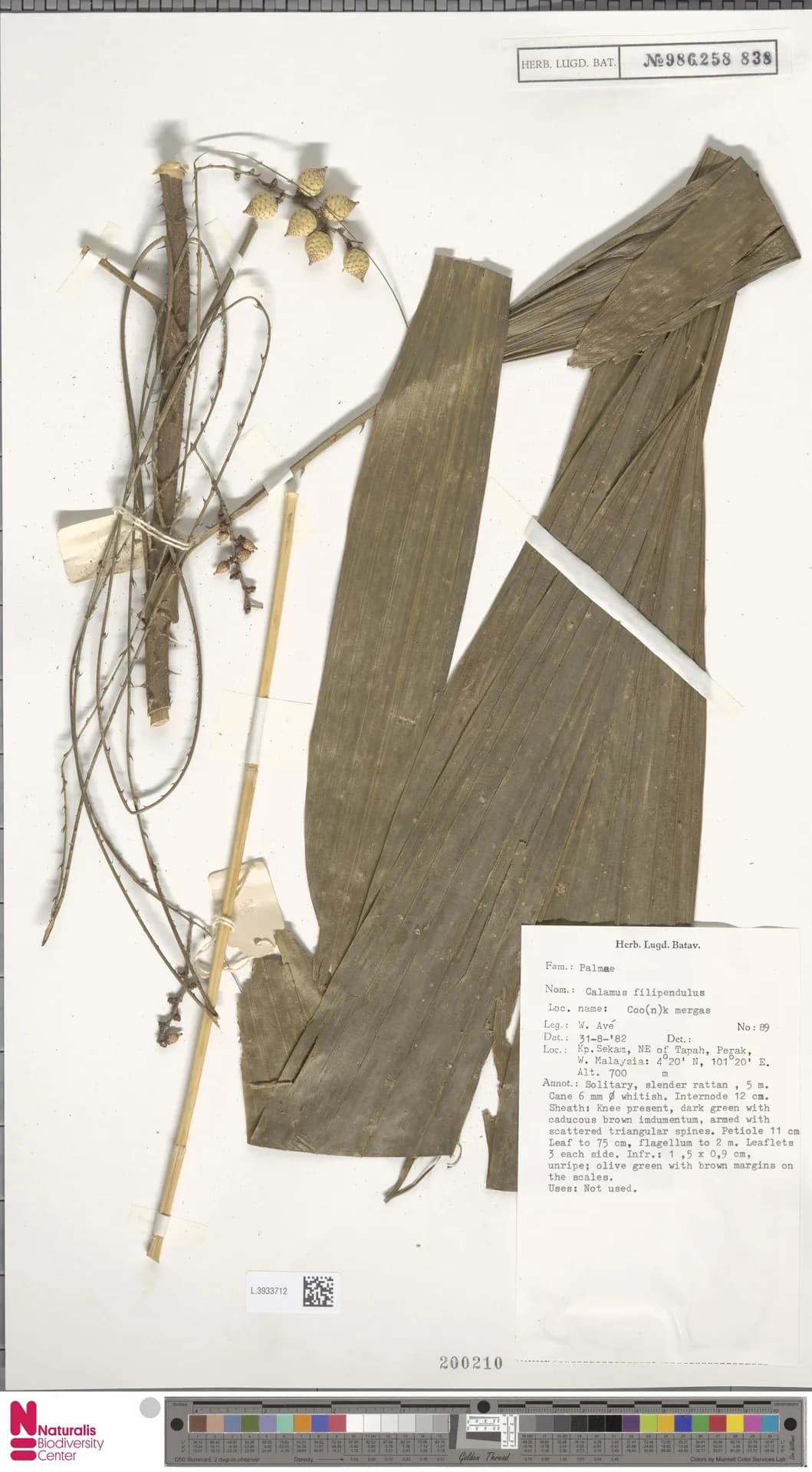 Botanical specimen of Calamus Filipendulus.