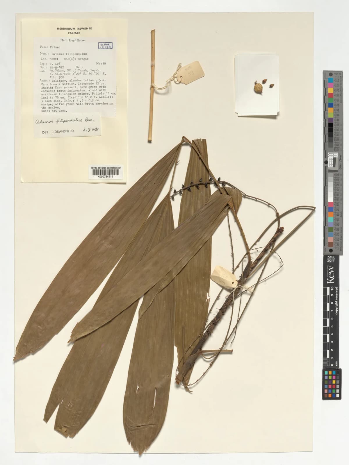 Botanical specimen of Calamus Filipendulus.