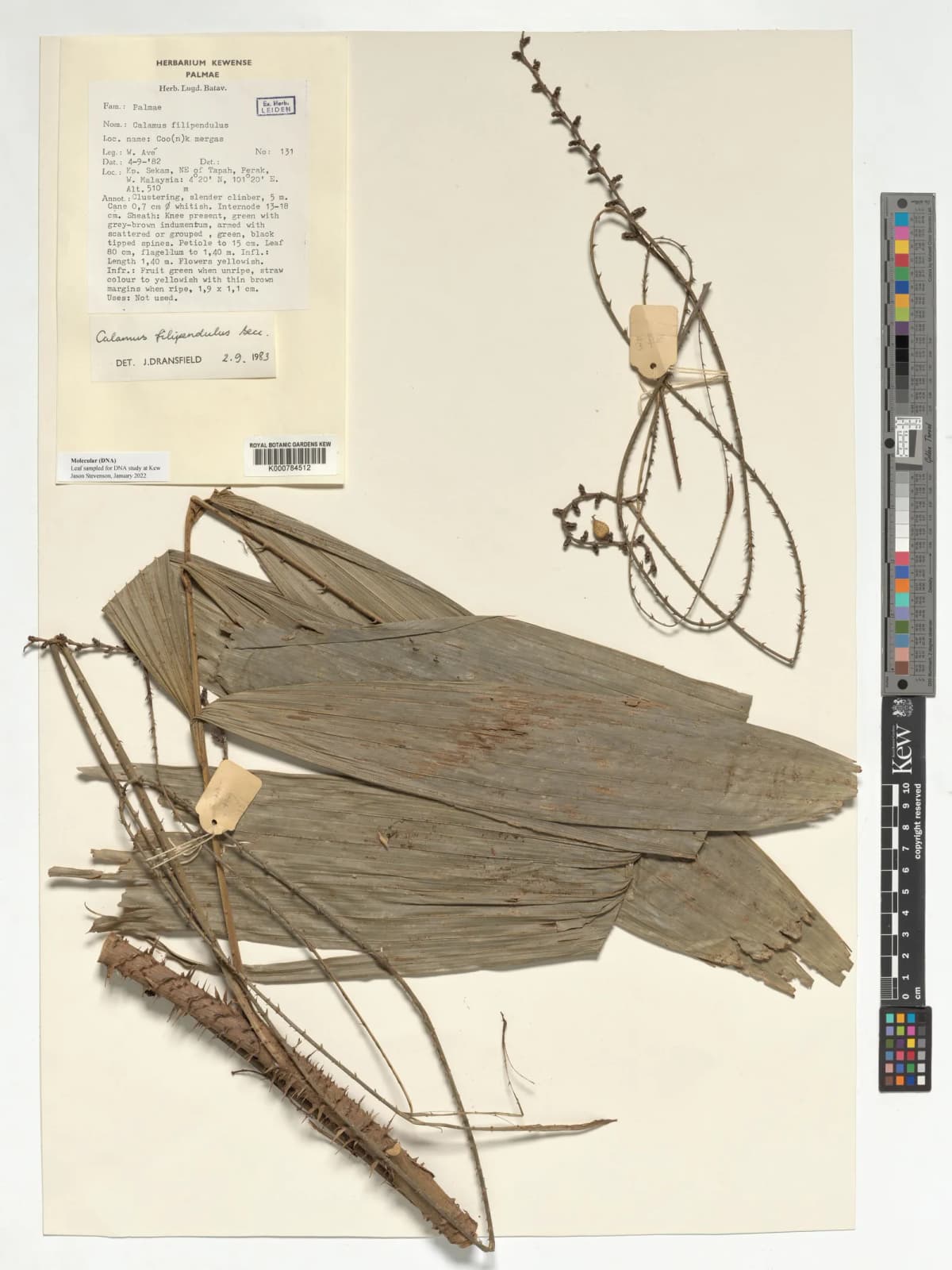 Botanical specimen of Calamus Filipendulus.