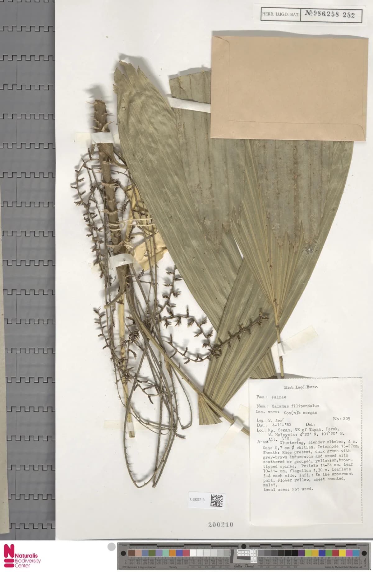 Botanical specimen of Calamus Filipendulus.