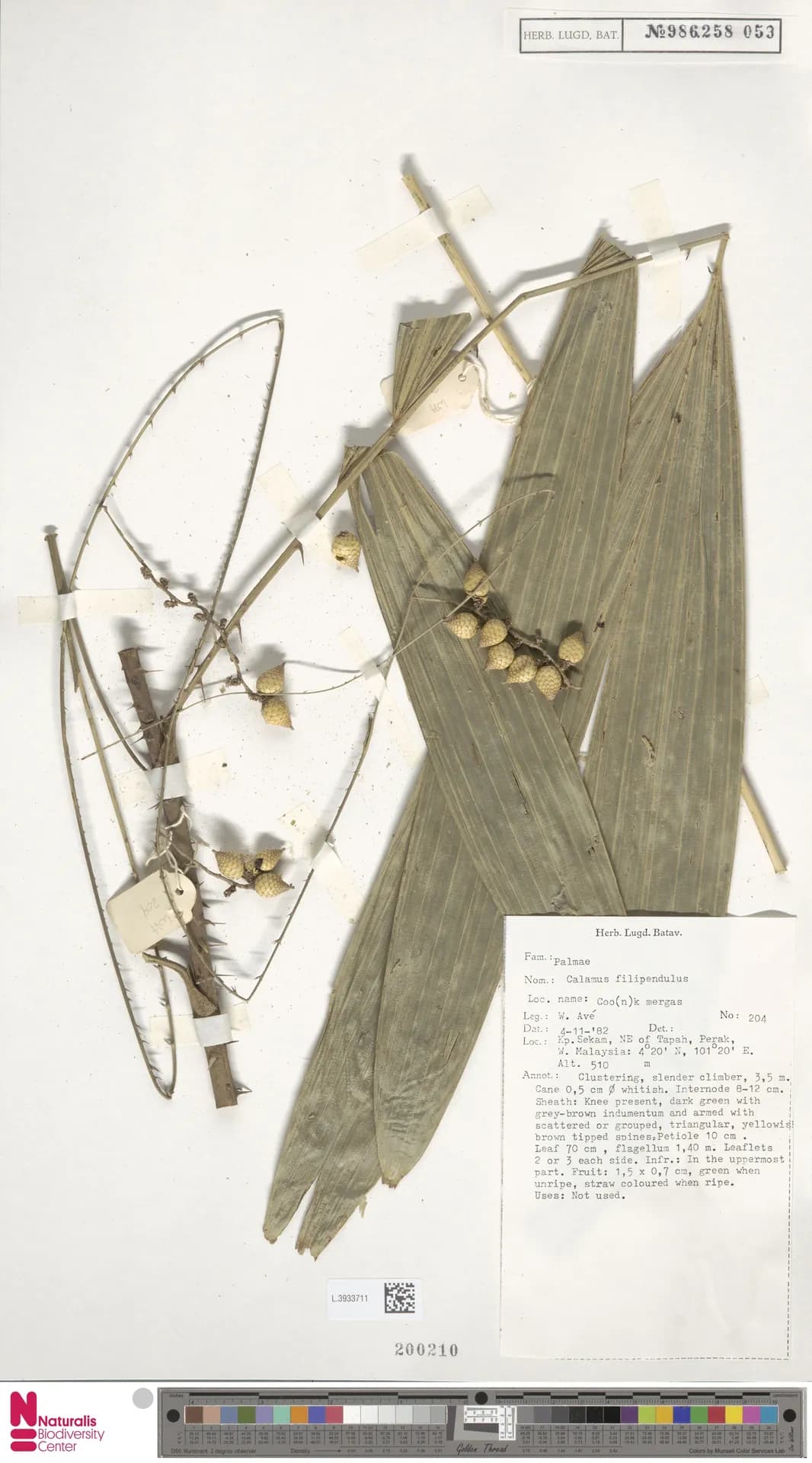 Botanical specimen of Calamus Filipendulus.