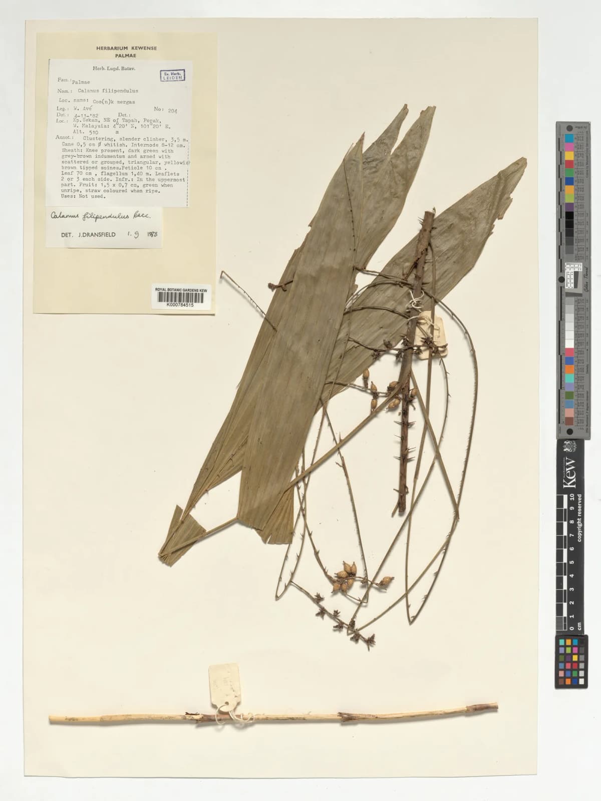 Botanical specimen of Calamus Filipendulus.