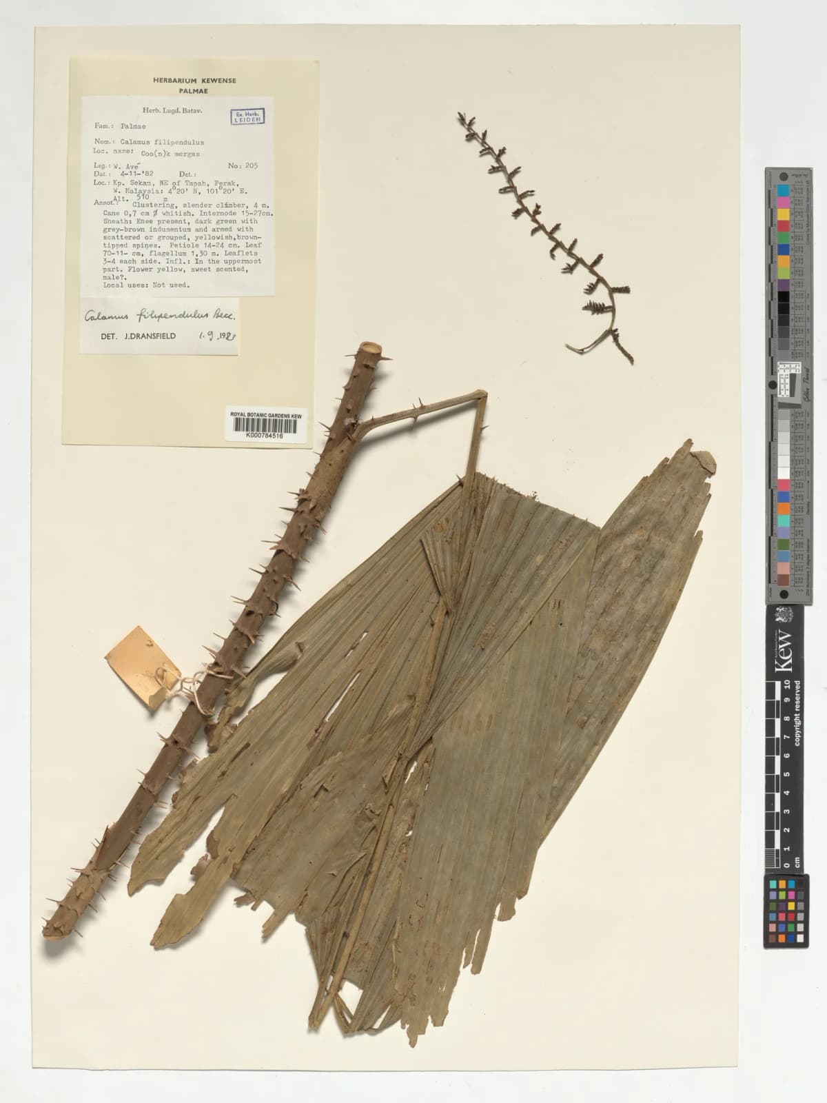 Botanical specimen of Calamus Filipendulus.