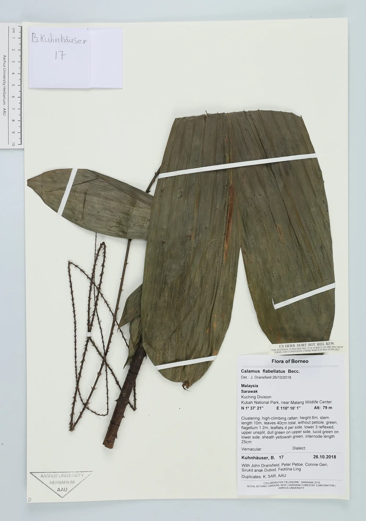 Botanical specimen of Calamus Flabellatus.