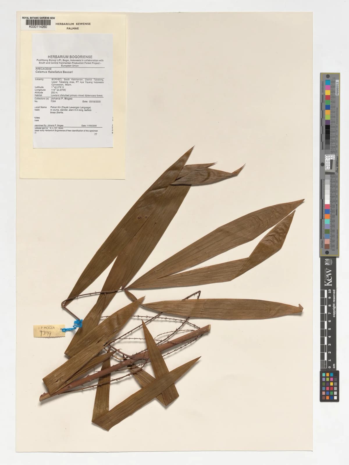 Botanical specimen of Calamus Flabellatus.