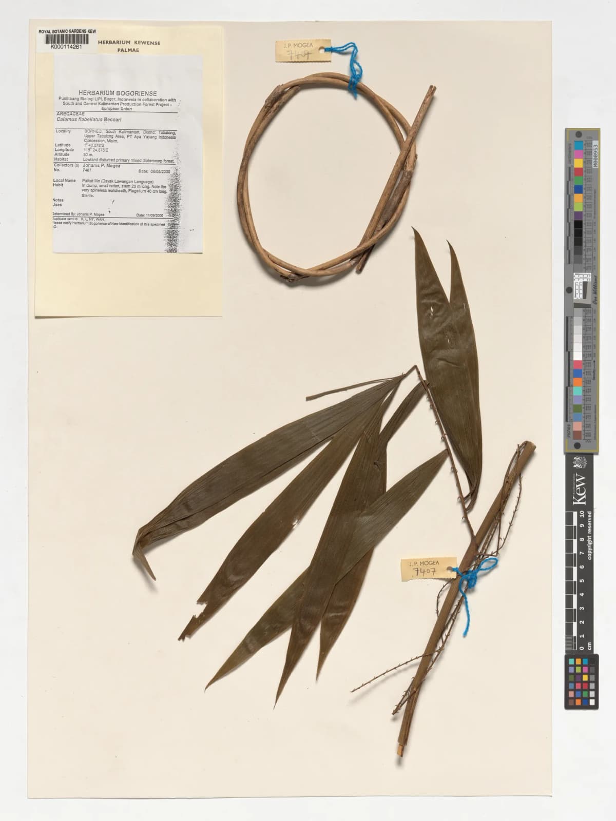 Botanical specimen of Calamus Flabellatus.