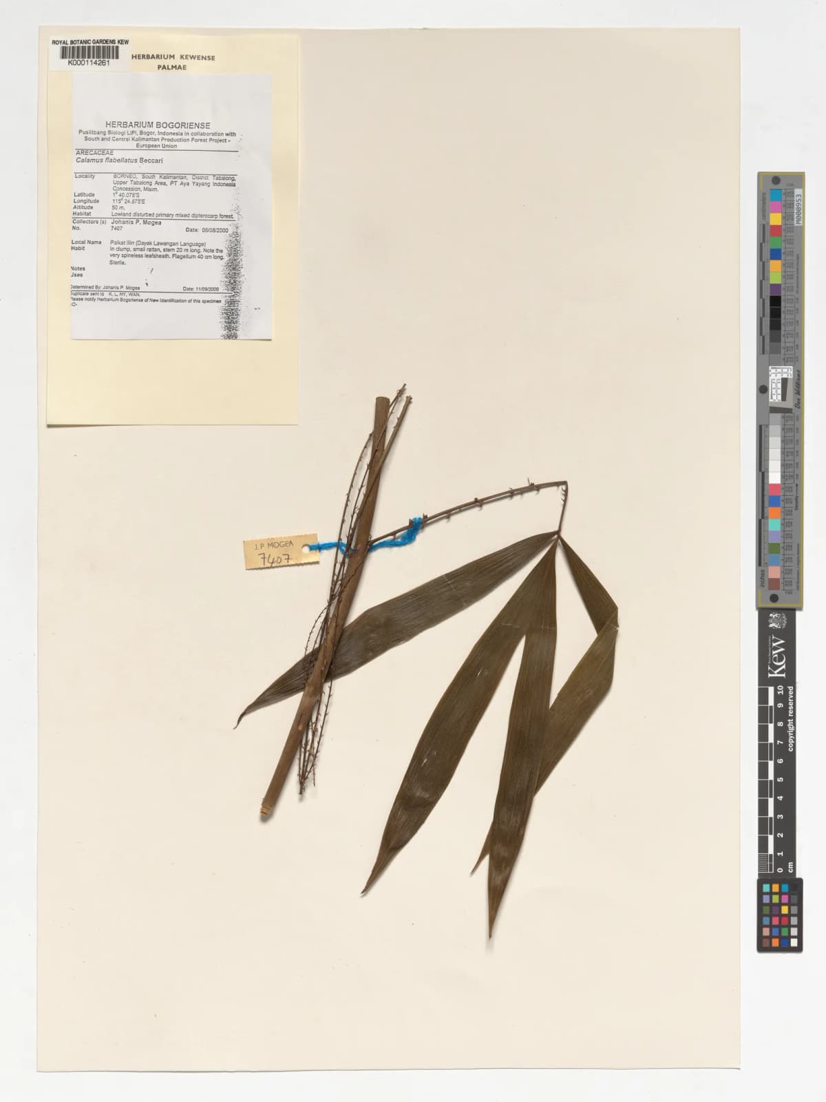 Botanical specimen of Calamus Flabellatus.