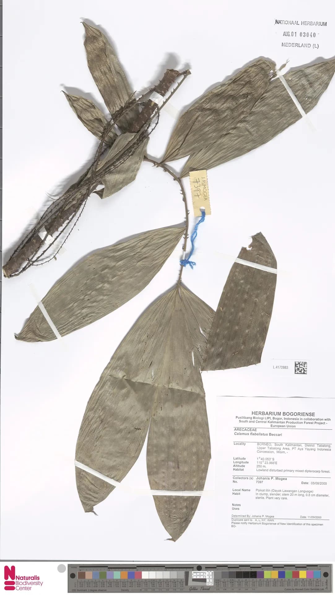 Botanical specimen of Calamus Flabellatus.