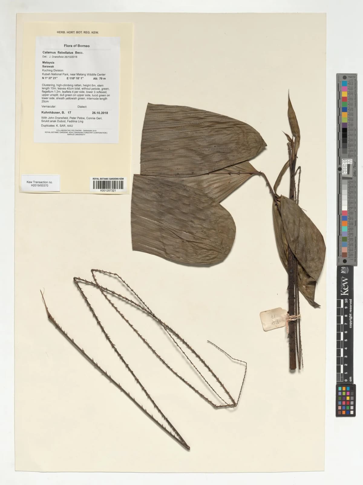 Botanical specimen of Calamus Flabellatus.