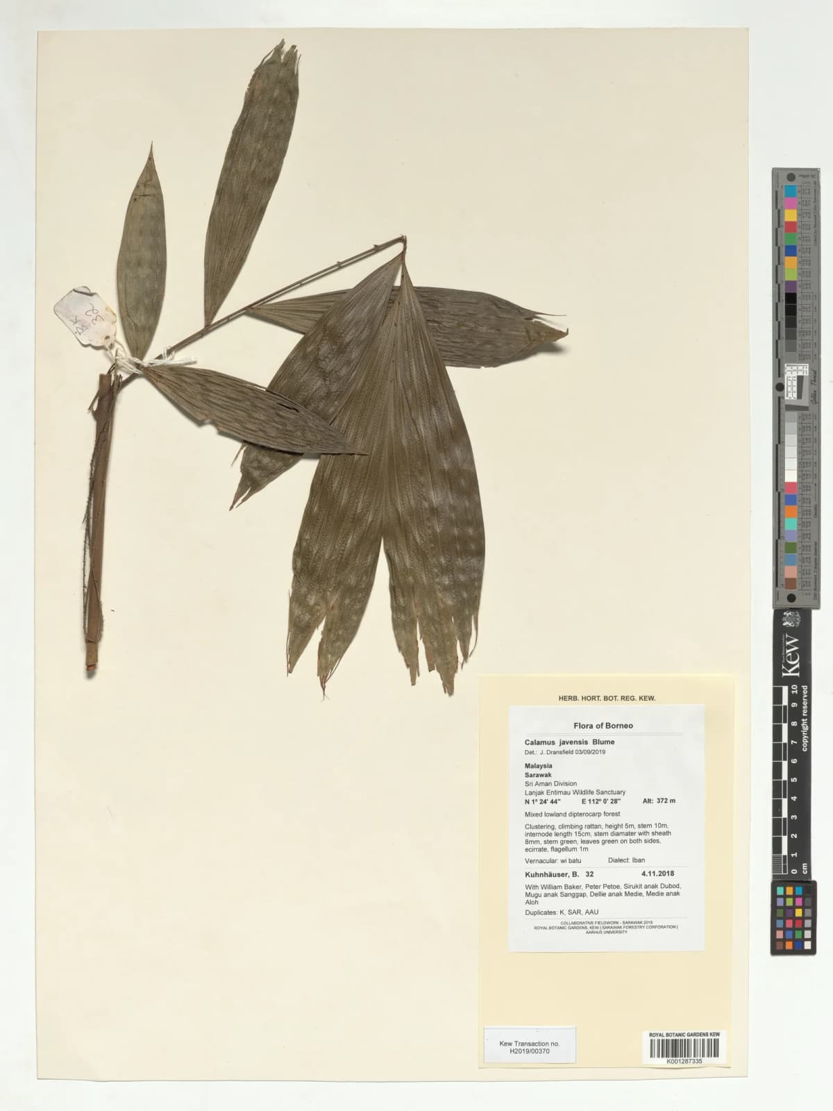 Botanical specimen of Calamus Flabellatus.