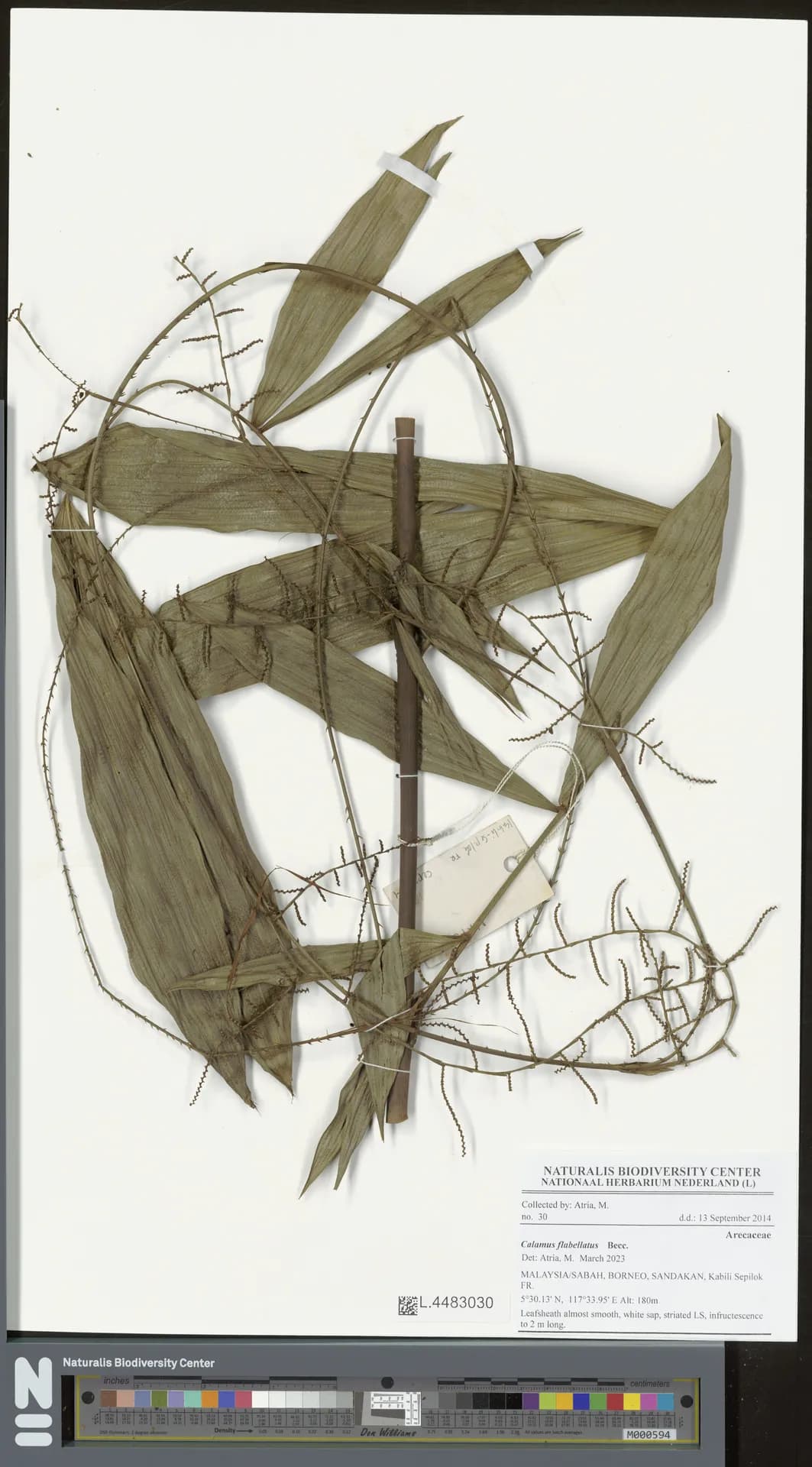 Botanical specimen of Calamus Flabellatus.