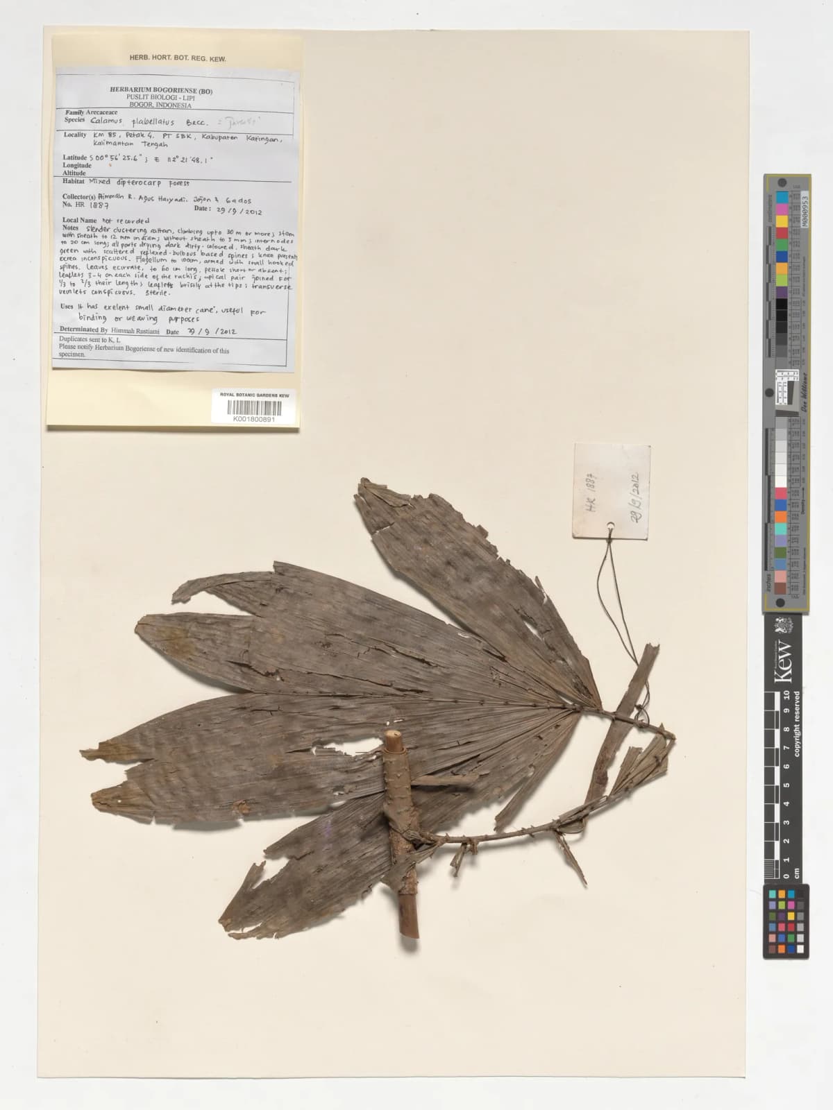 Botanical specimen of Calamus Flabellatus.