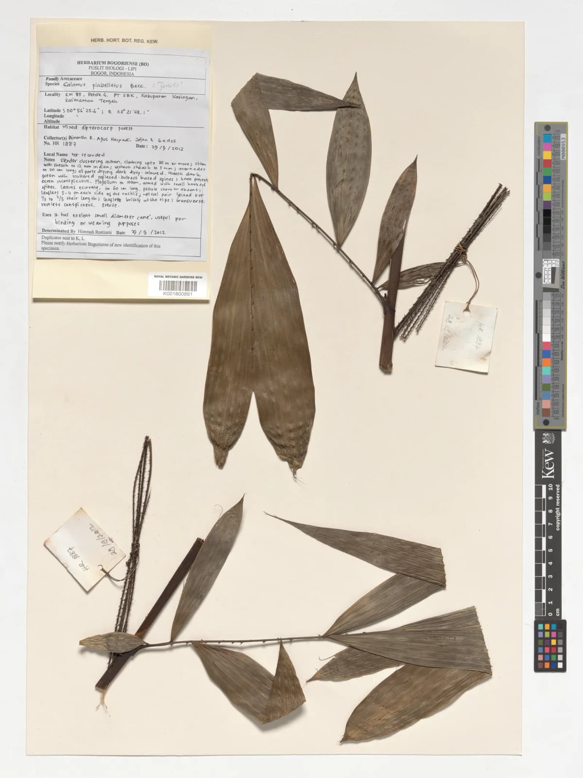 Botanical specimen of Calamus Flabellatus.
