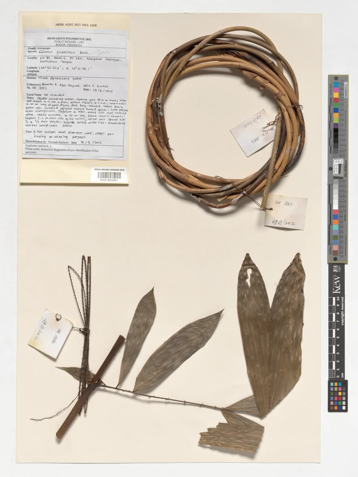 Botanical specimen of Calamus Flabellatus.