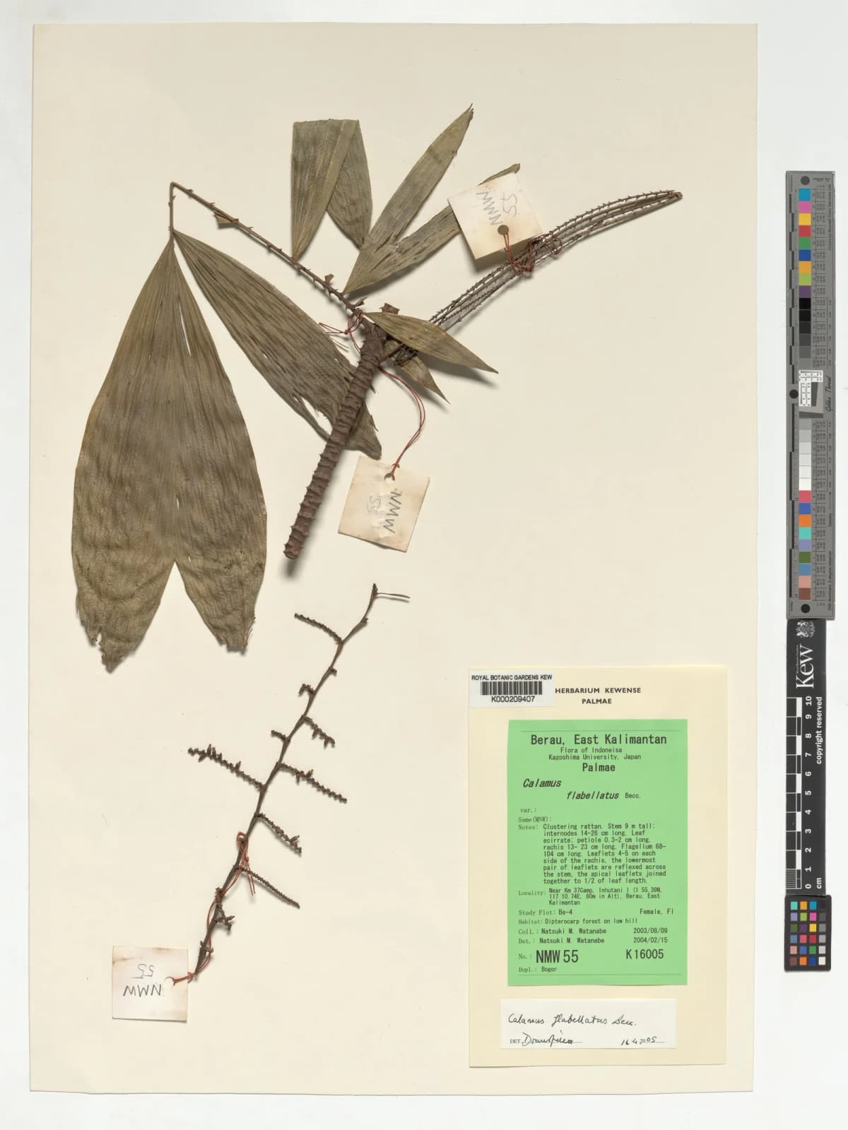 Botanical specimen of Calamus Flabellatus.