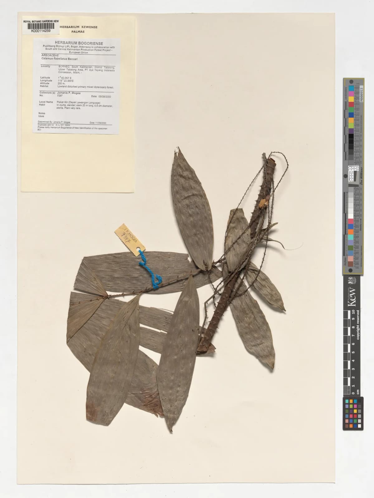 Botanical specimen of Calamus Flabellatus.