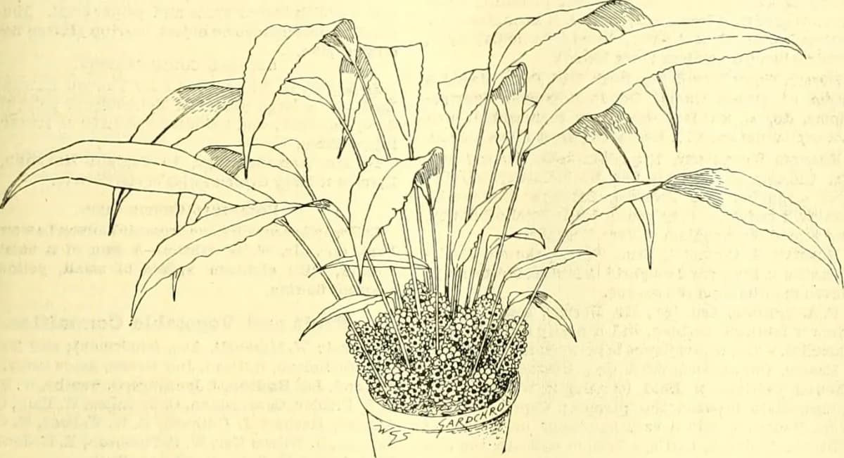 Botanical specimen of Calamus Flagellum.