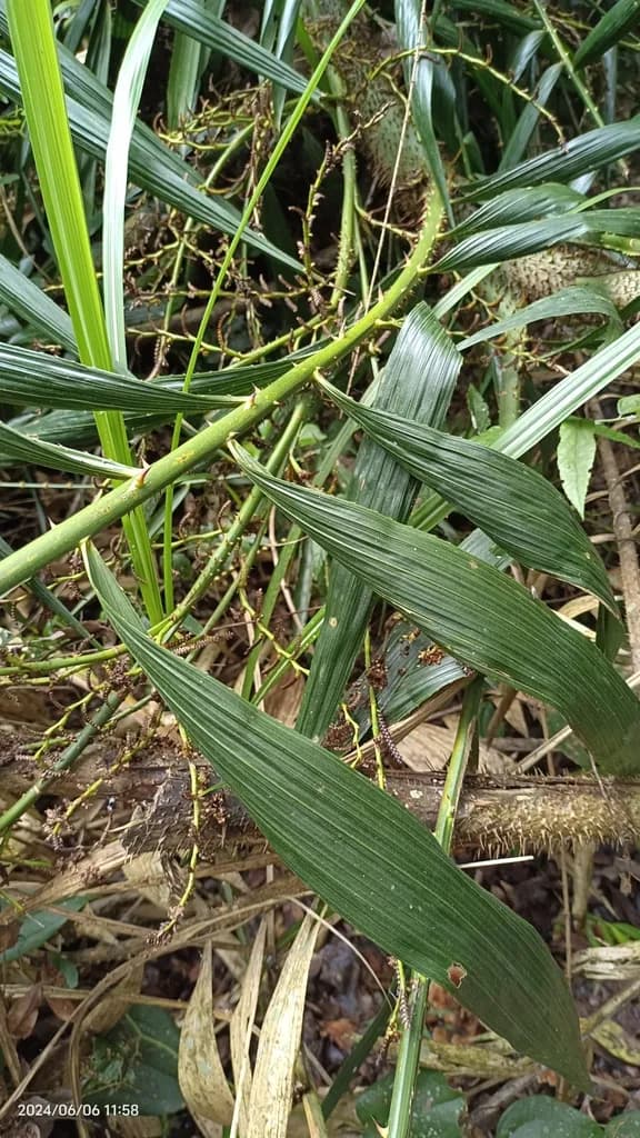 Botanical specimen of Calamus Formosanus.