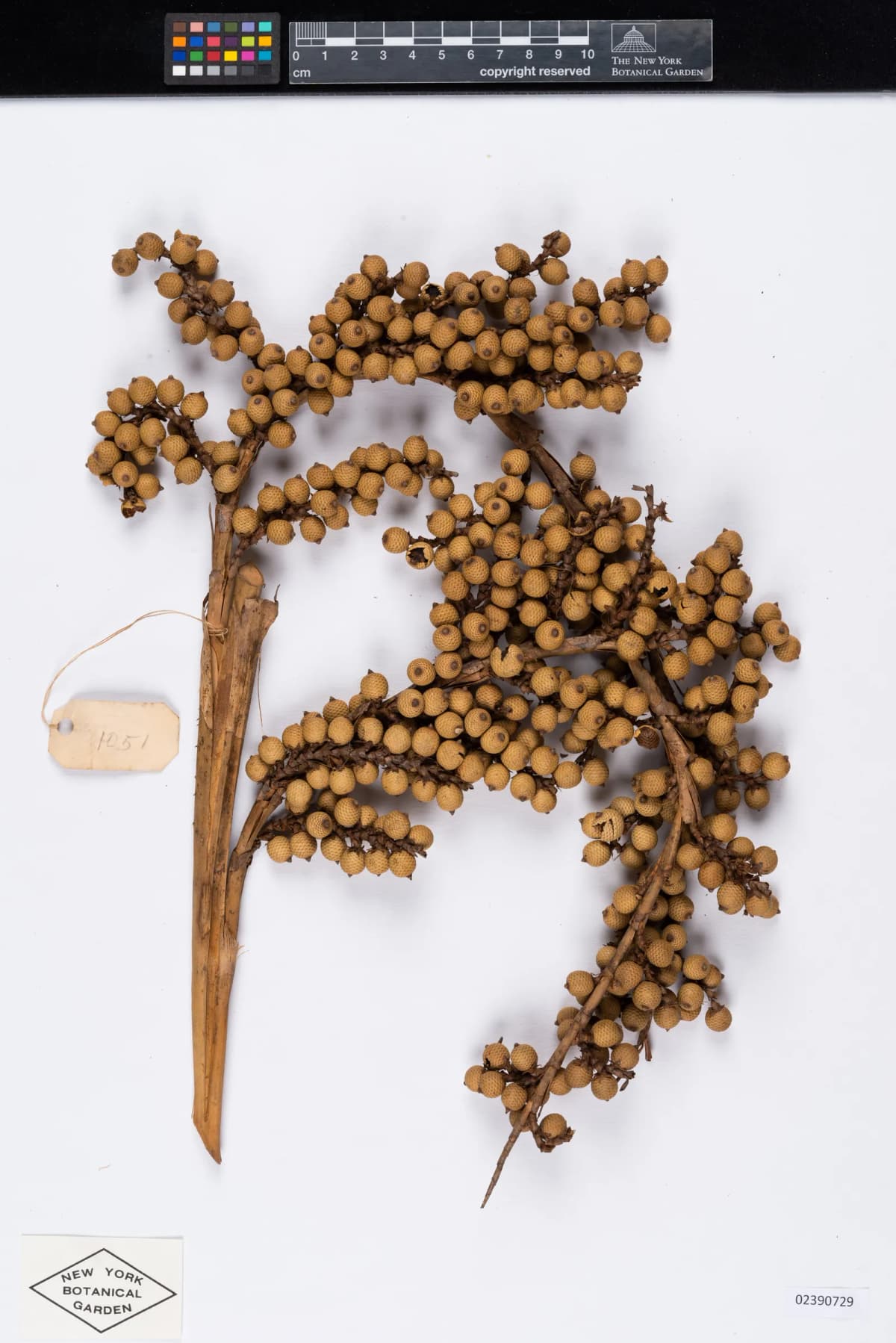 Botanical specimen of Calamus Foxworthyi.