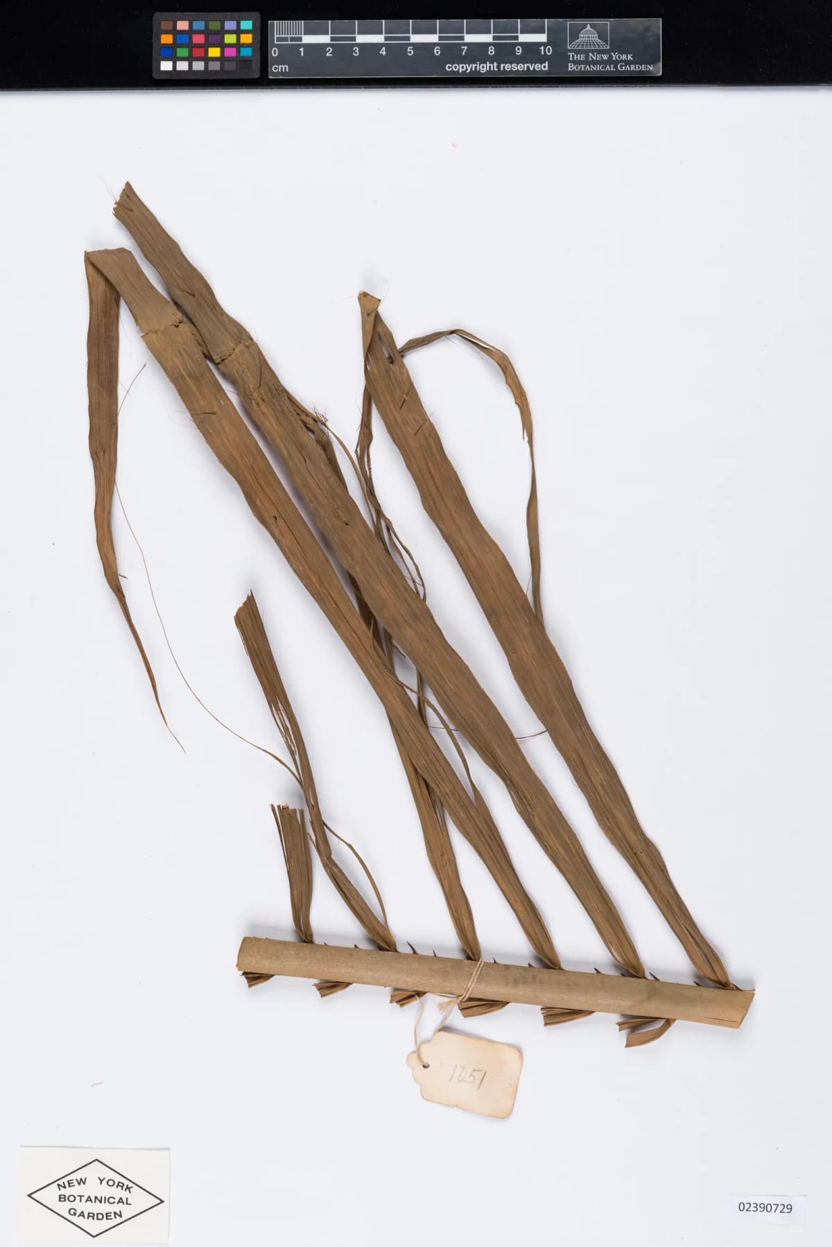Botanical specimen of Calamus Foxworthyi.