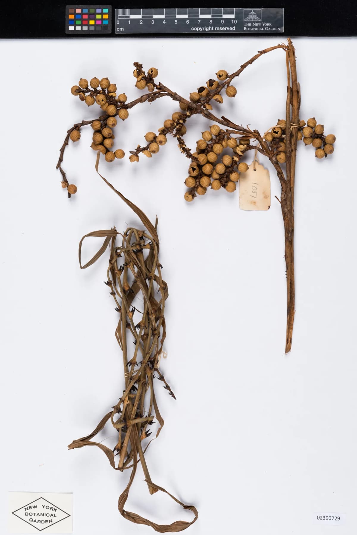 Botanical specimen of Calamus Foxworthyi.