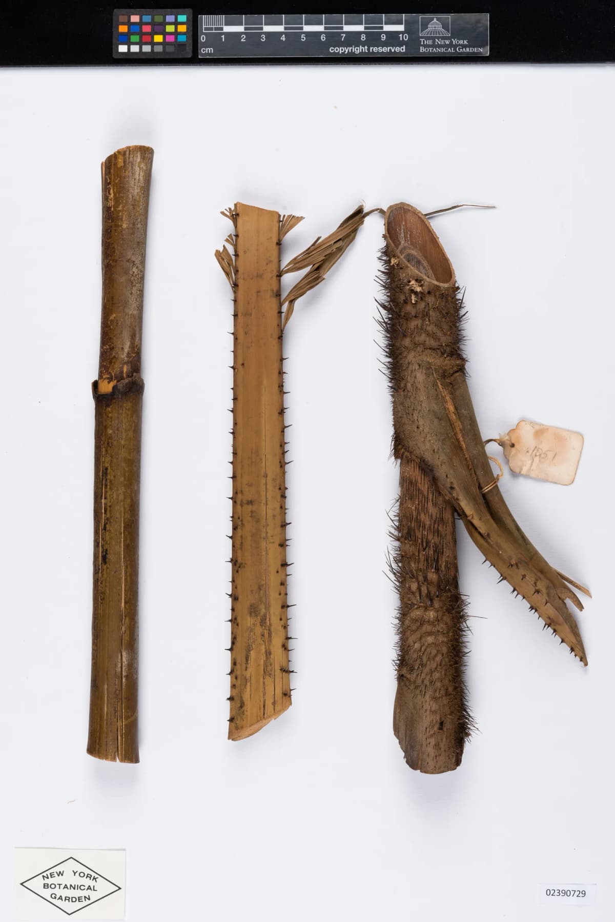 Botanical specimen of Calamus Foxworthyi.