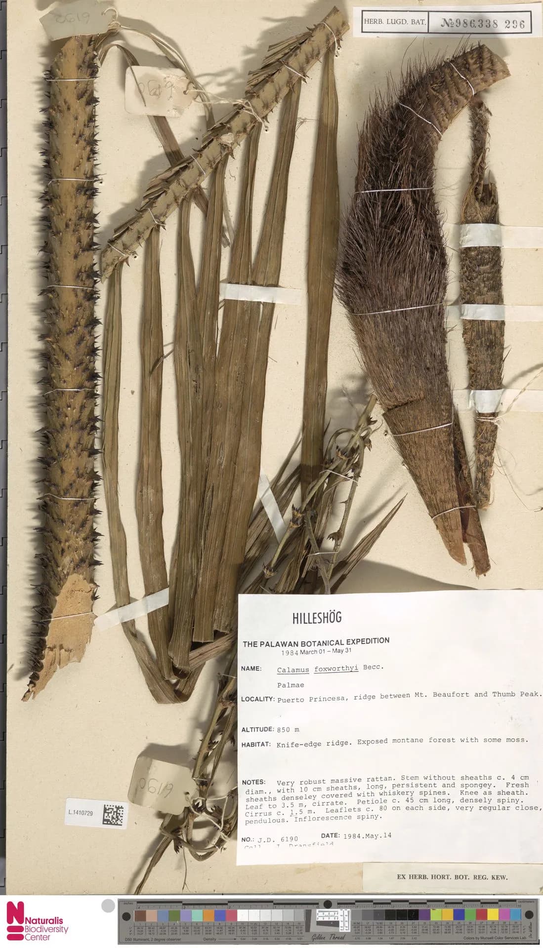 Botanical specimen of Calamus Foxworthyi.