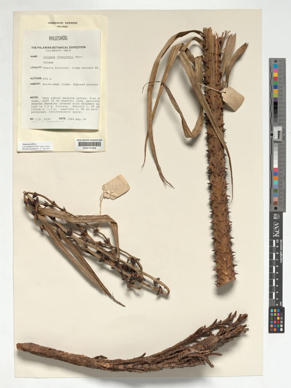 Botanical specimen of Calamus Foxworthyi.